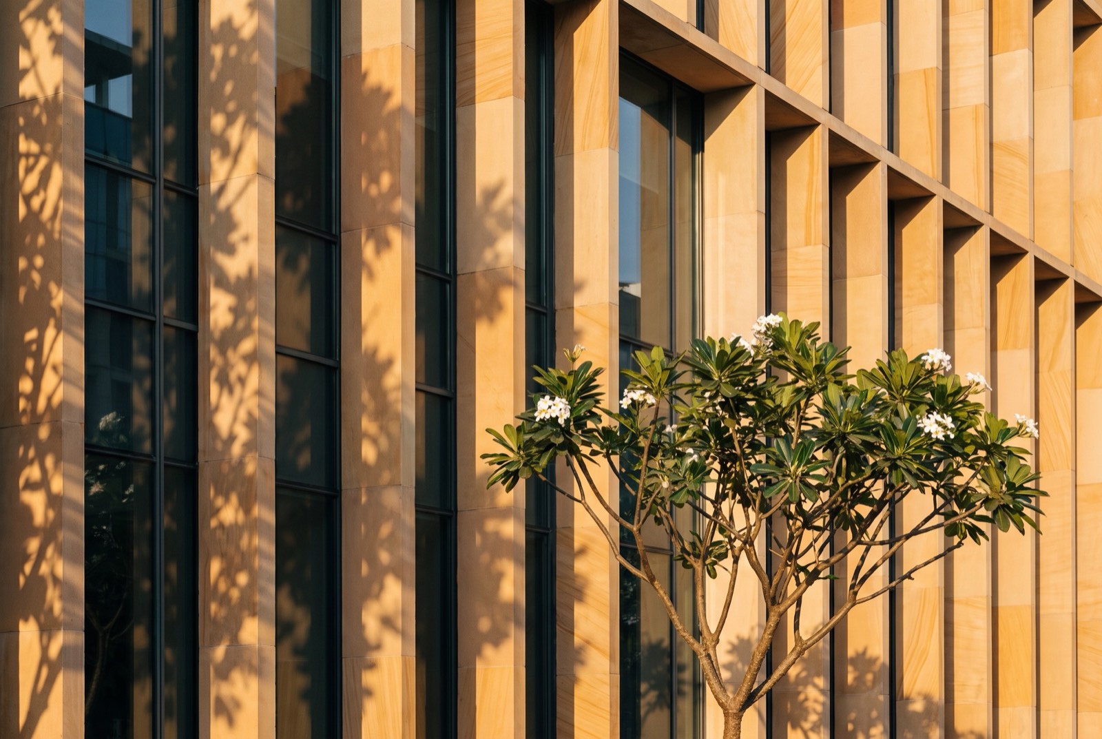 Sandstone façade and frangipani in Bengaluru