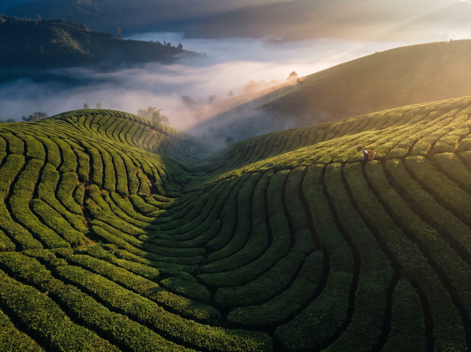 Tea estate at sunrise